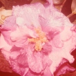 Soloman's Pink Variegated